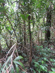 Arecoideae