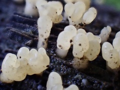 Calocera pallidospathulata