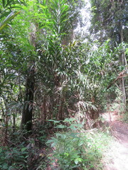Arecoideae