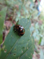 Platyphora diagonalis