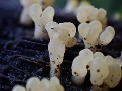 Calocera pallidospathulata