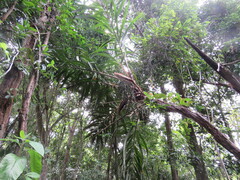 Arecoideae