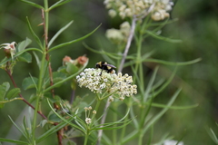 Bombus crotchii