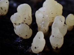 Calocera pallidospathulata