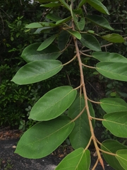 Ficus mollis