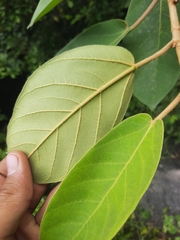 Ficus mollis