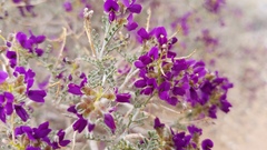 Psorothamnus thompsoniae