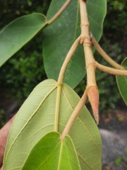 Ficus mollis