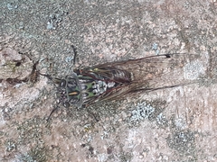 Amphipsalta