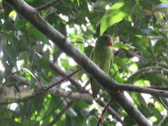 Brotogeris cyanoptera