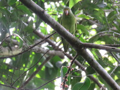 Brotogeris cyanoptera