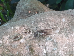 Amphipsalta