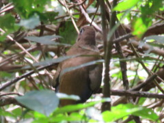 Trogon collaris