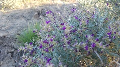 Psorothamnus polydenius jonesii