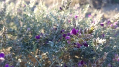 Psorothamnus polydenius jonesii