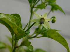 Capsicum frutescens