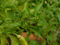 Capsicum frutescens