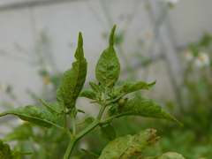Capsicum frutescens