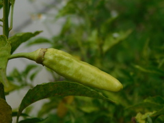 Capsicum frutescens