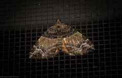 Chrysolarentia phaedra