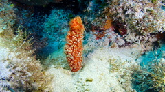 Ptilocaulis walpersii