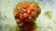 Ptilocaulis walpersii