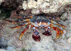 Grapsus