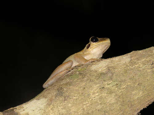 Bolivian Spiny-backed Frog, Osteocephalus castaneicola