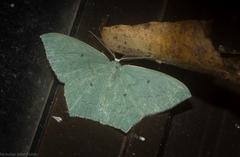 Maxates centrophylla