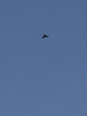 Milvus migrans