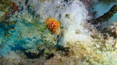 Ptilocaulis walpersii