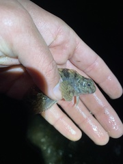 Hypsoblennius gilberti