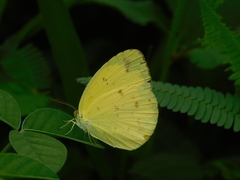 Eurema andersoni
