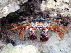 Grapsus