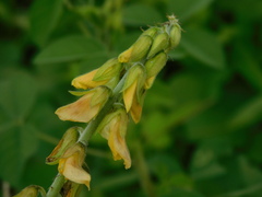 Crotalaria calycina