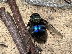 Rutilia