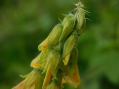 Crotalaria calycina