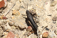 Cirphula pyrrhocnemis