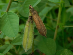Crotalaria calycina