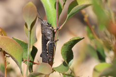 Cirphula pyrrhocnemis