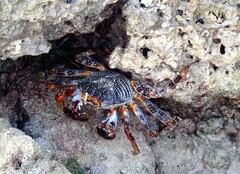Grapsus
