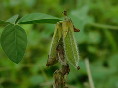 Crotalaria calycina