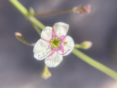 Commicarpus brandegeei
