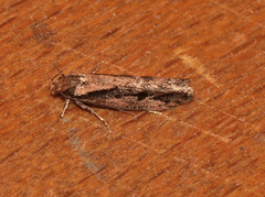 Leptocroca sanguinolenta