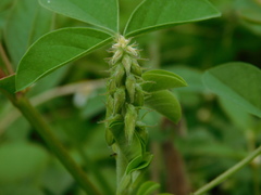 Crotalaria calycina