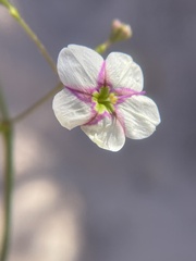 Commicarpus brandegeei