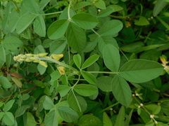 Crotalaria calycina