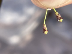 Commicarpus brandegeei