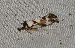 Machetis aphrobola