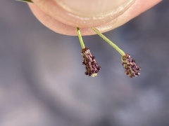 Commicarpus brandegeei